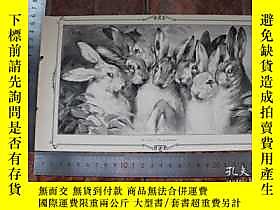 古文物【罕見】1890年小幅木刻版畫《兔子》(兔子)尺寸如圖所示( 400727)露天229293 卡爾·羅奇林 卡爾· | 露天市集 | 全 ...