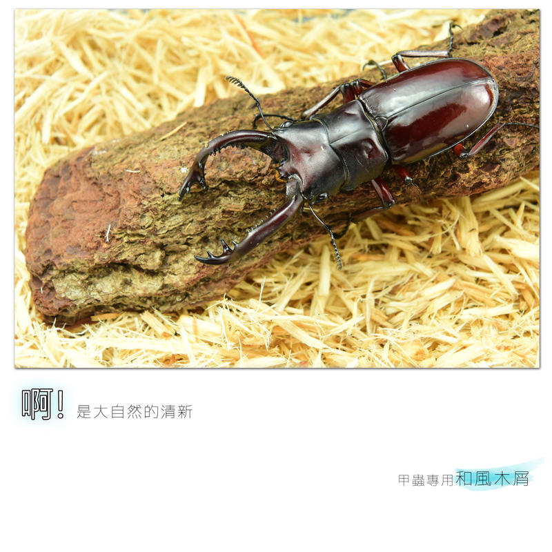 【酷力將】和風木屑墊材 甲蟲專用鋪底木屑100g  甲蟲 鍬形蟲 獨角仙 兜蟲 專用