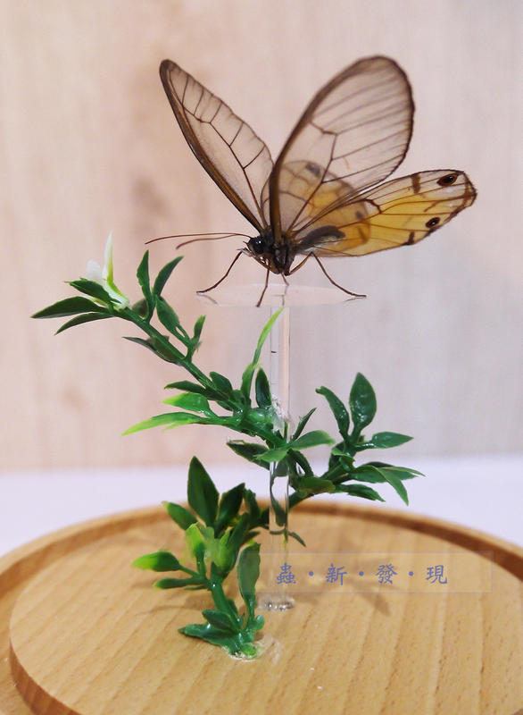 蟲新發現╭○-○╮蝴蝶標本A1 ~ 黃紋透翅蝶+音樂盒