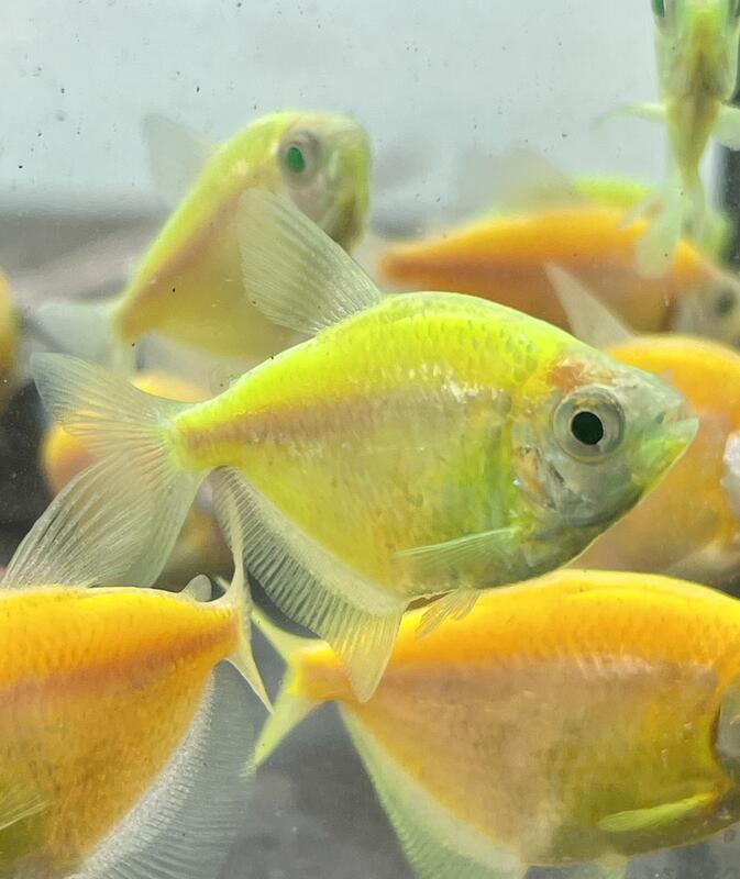 【彩蝦屋】螢光磚魚 綠磚 粉紅磚 黃磚 天使魚 彩群 水族飼料 觀賞魚 水族 | 露天市集 | 全台最大的網路購物市集