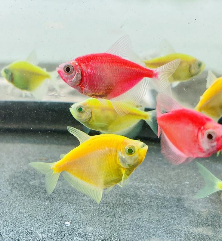 【彩蝦屋】螢光磚魚 綠磚 粉紅磚 黃磚 天使魚 彩群 水族飼料 觀賞魚 水族 | 露天市集 | 全台最大的網路購物市集