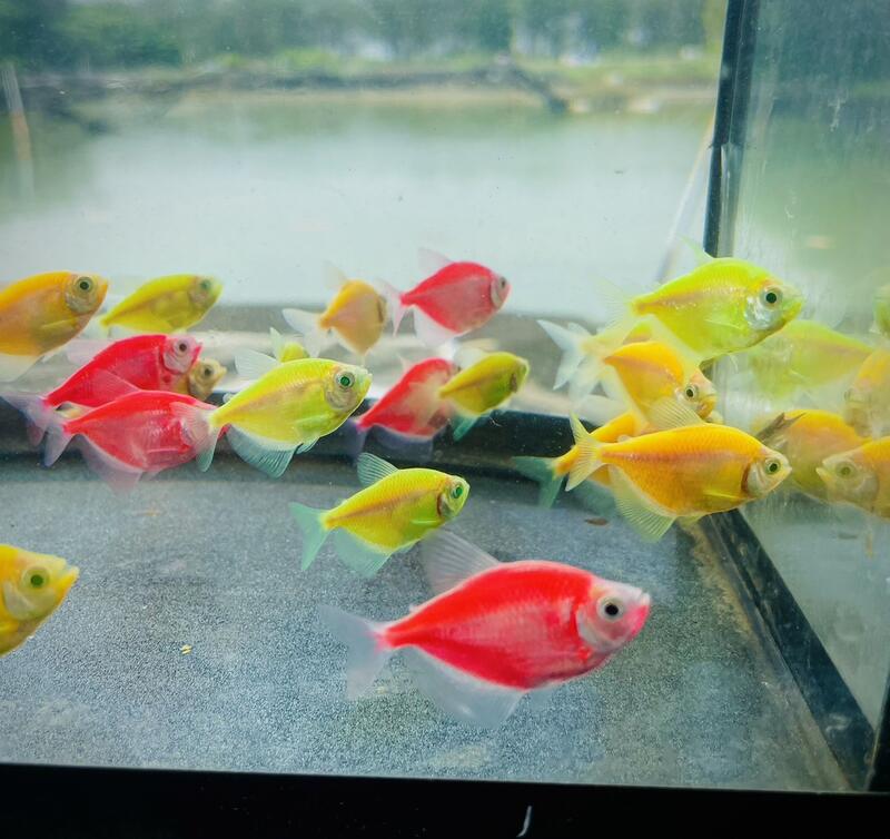 【彩蝦屋】螢光磚魚 綠磚 粉紅磚 黃磚 天使魚 彩群 水族飼料 觀賞魚 水族 | 露天市集 | 全台最大的網路購物市集