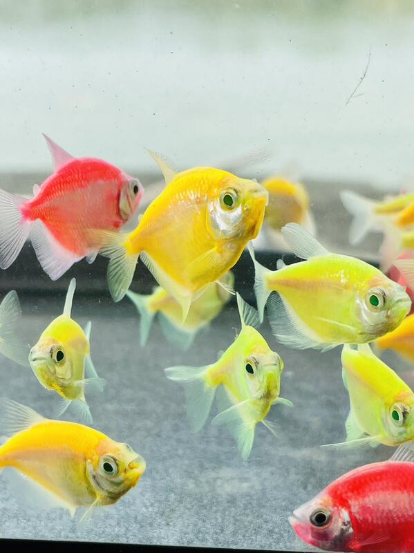 【彩蝦屋】螢光磚魚 綠磚 粉紅磚 黃磚 天使魚 彩群 水族飼料 觀賞魚 水族 | 露天市集 | 全台最大的網路購物市集