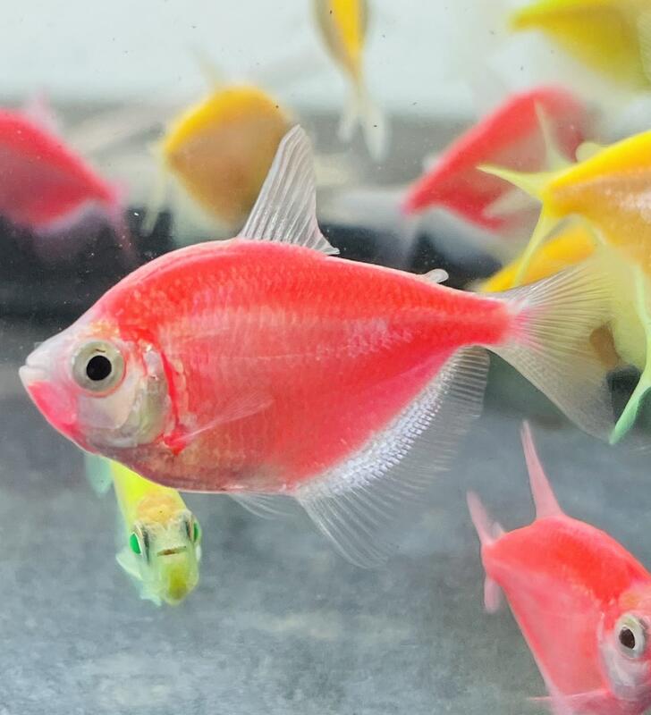 【彩蝦屋】螢光磚魚 綠磚 粉紅磚 黃磚 天使魚 彩群 水族飼料 觀賞魚 水族 | 露天市集 | 全台最大的網路購物市集
