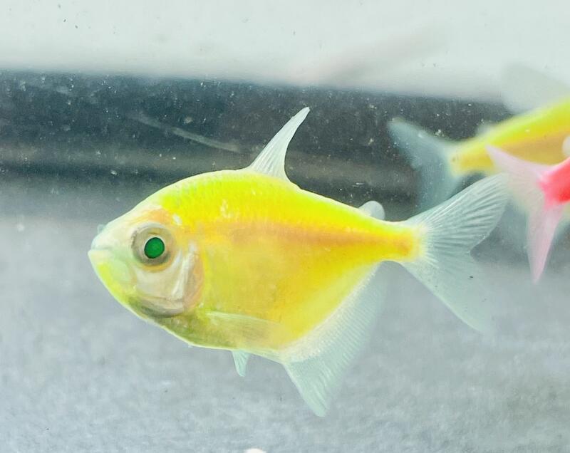 【彩蝦屋】螢光磚魚 綠磚 粉紅磚 黃磚 天使魚 彩群 水族飼料 觀賞魚 水族 | 露天市集 | 全台最大的網路購物市集