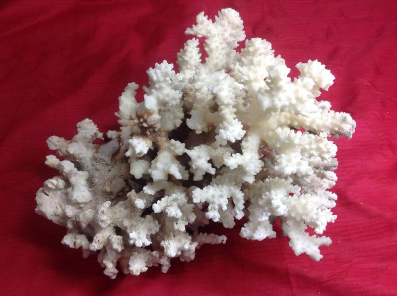 #天然白珊瑚coerula stone 收藏五十年以上海底不規則放射狀，恕不退換哦！