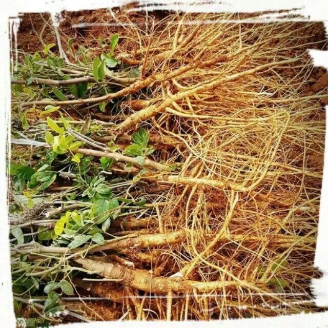 現採狗尾草／九尾草／通天草一斤600g | 露天市集 | 全台最大的網路購物市集
