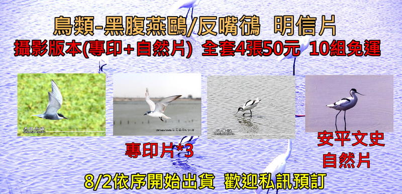 **代售郵票收藏**2018 台灣鳥類107版原圖明信片攝影版(含自然片 可製作原圖卡)全4張 P940-1