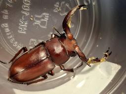 (可動模型)  Rhaetulus crenatus cre...