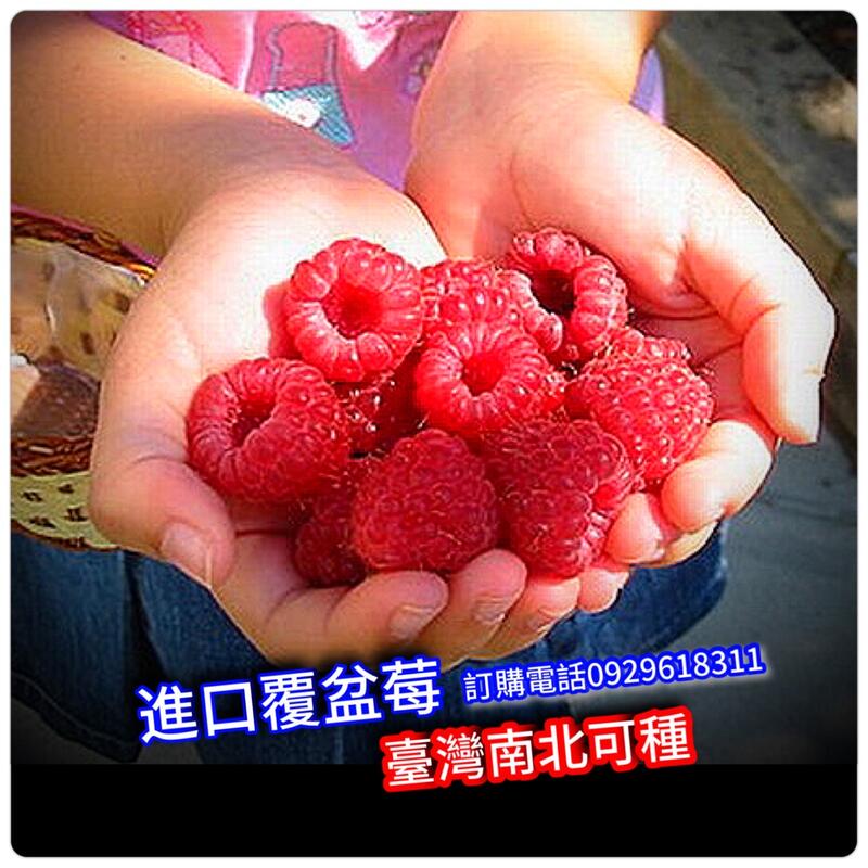 覆盆莓【覆盆子】約1年產果，全台南北可種，可盆植大樓窗台結果，也可地植【買5棵送1棵】紅莓 樹莓