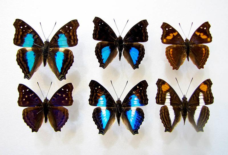 蟲新發現╭○-○╮蝴蝶標本A1~ 南美蛺蝶 Doxocopa屬 六隻一組 展翅4.5~6CM  產地：秘魯（可分售…）