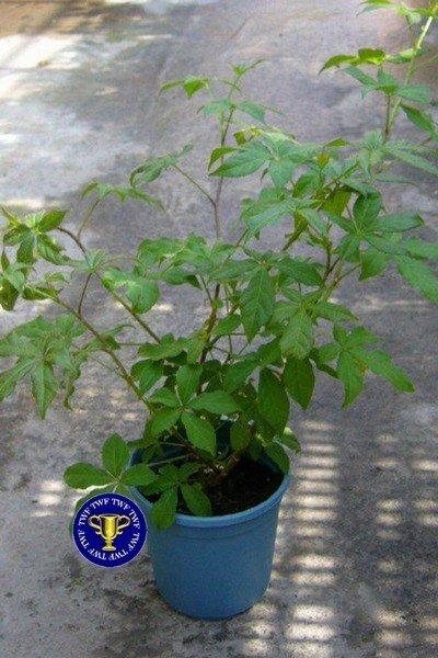 田尾玫瑰園*╯藥用植物--(刺五加) | 露天市集 | 全台最大的網路購物市集