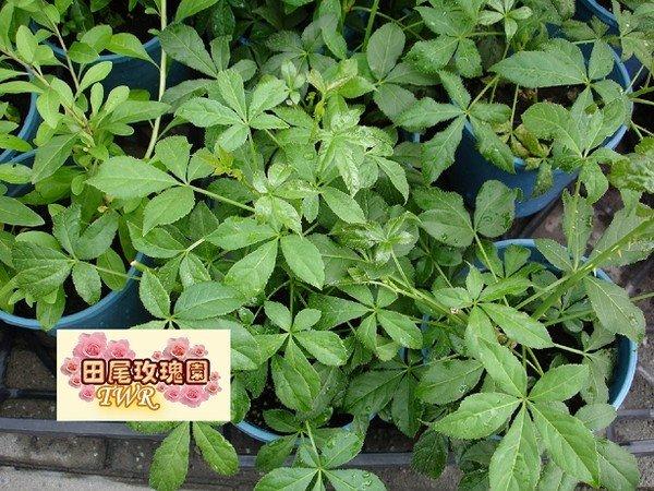 田尾玫瑰園*╯藥用植物--(刺五加) | 露天市集 | 全台最大的網路購物市集