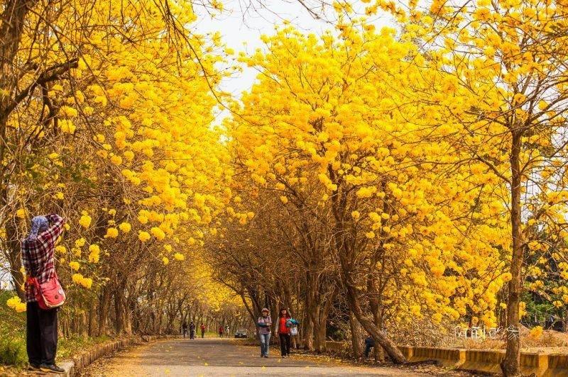 《榮恩園藝》黃金風鈴木，已開花，高度2-3米，米徑2-3公分，美植袋裝
