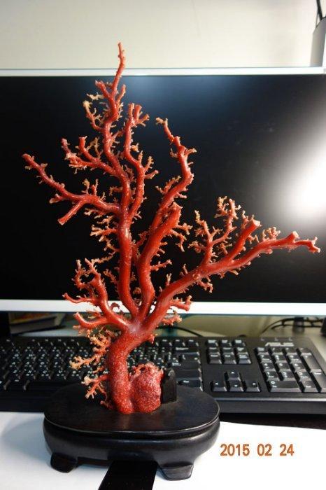 售：整株絕美的天然紅珊瑚(正阿卡紅、100%天然頂極阿卡紅珊瑚)