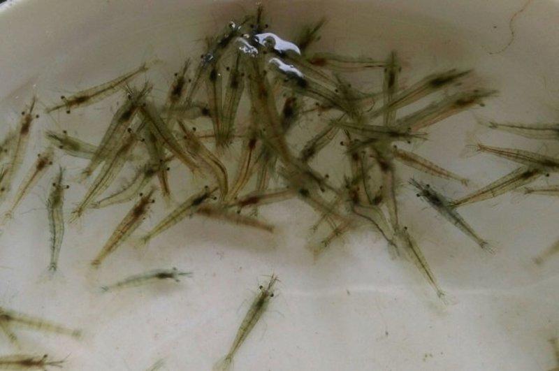 【彩蝦屋】強力除藻槍蝦（小）1組100隻  長額 米蝦
