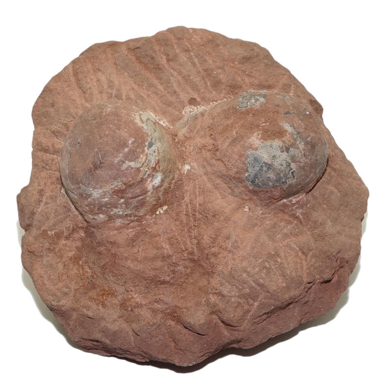 [罕見] 精品 烏龜蛋 / 龜蛋化石~~2顆一窩 (江西贛州)