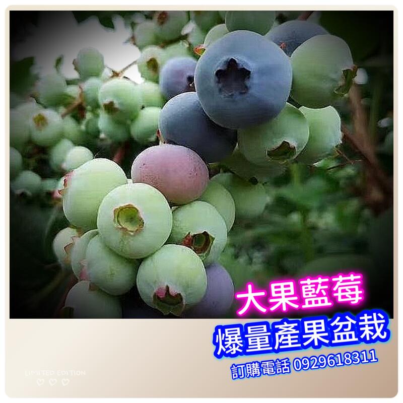 熱帶大果藍莓【4年大苗】《開花中》買3棵免運費、買5棵送1棵