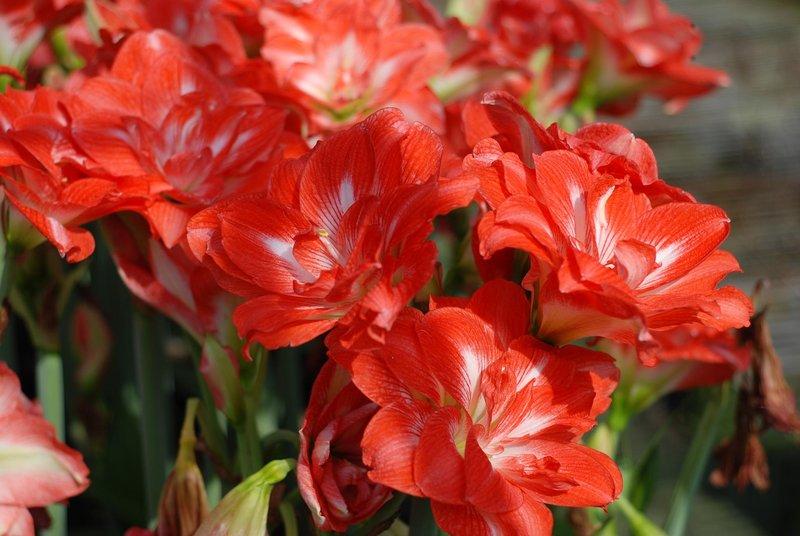 Amaryllis Double Shine