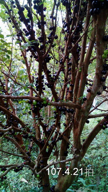 烏瓦莊園-樹葡萄-莎梨(10斤)-黃晶果--金棗