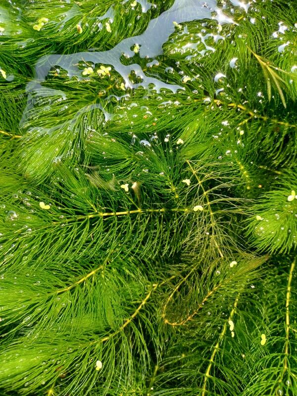 水草-金魚藻，金魚草........或1支2元...6公分長，一組50支100元