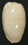 seashell 疹班寶螺 貝殼標本