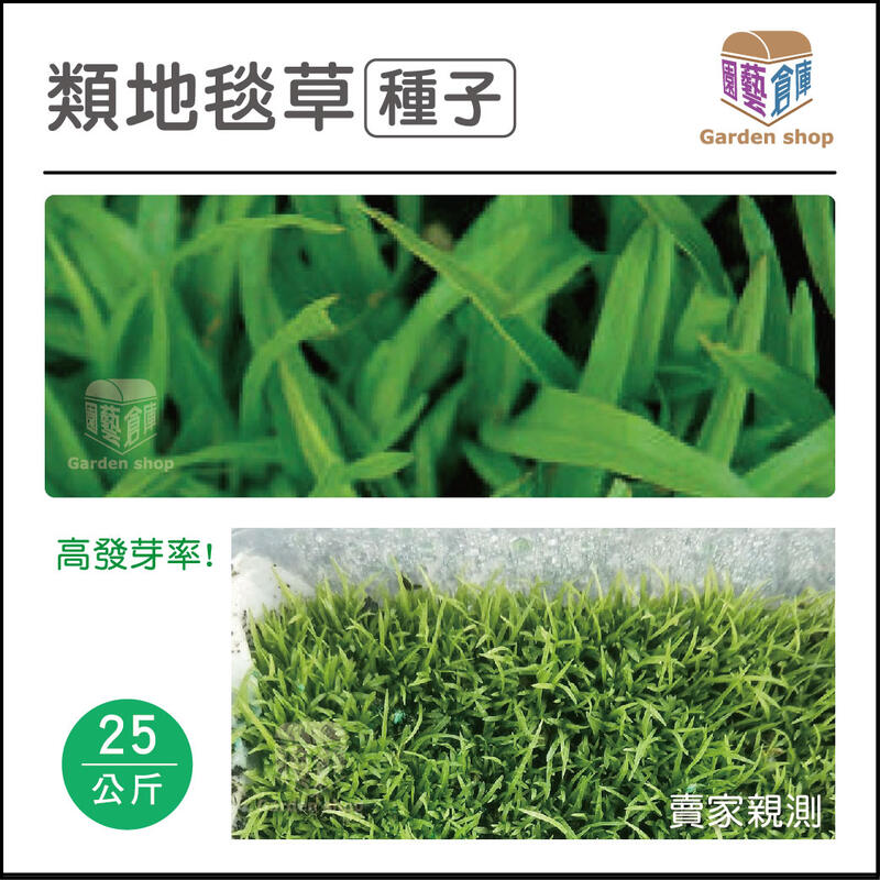 (免運)類地毯草種子25公斤 ~(草皮種子、草坪種子)
