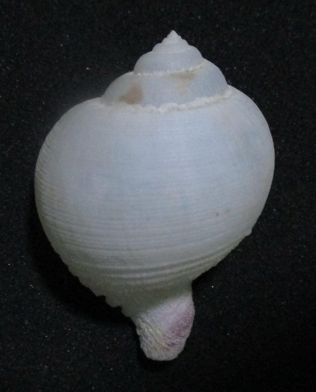 【阿草雜貨舖】-＊小洋蔥螺 Rapa incurva＊- 約3.98公分, 產地：菲律賓