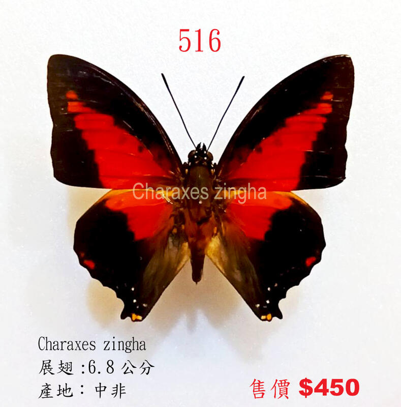 蟲新發現╭○-○╮蝴蝶標本A1 ~ Charaxes zingha 展翅7CM 產地：中非 