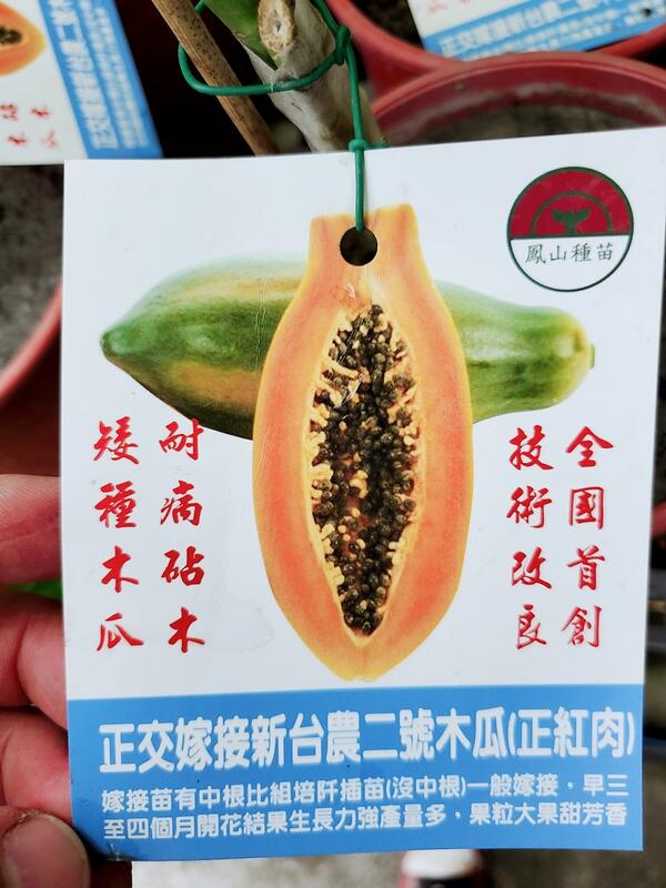 作家物 木瓜形向付 2客 長森慶作 長森慶・作家さん・和