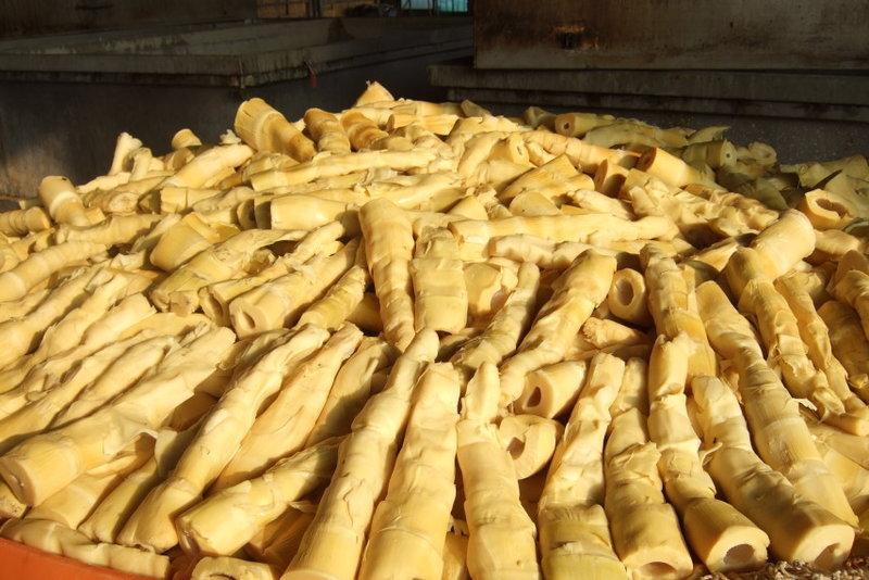 【賴桑】古坑特產 麻竹筍相關製品 30斤筍乾 鳳尾片 玉蘭片 桶筍