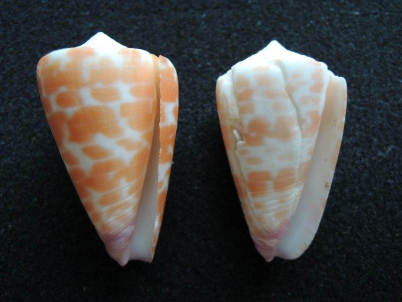 【Steven貝殼小屋】Conus tessulatus 紅磚芋螺【44 MM & 42 MM】兩個一組 .  