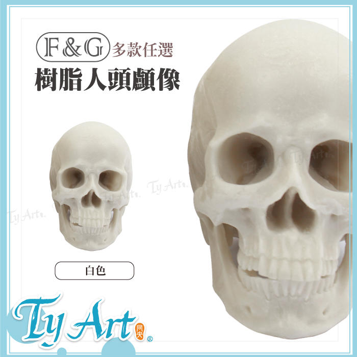 同央美術網購 藝術繪畫用 骷髏頭 大 骨骼解剖樹脂模型 白色 (高約15.5cm)