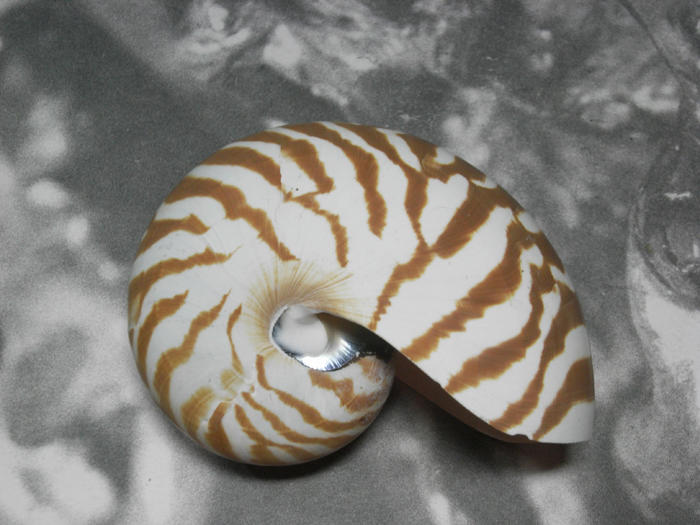 珊瑚礁雅築~鸚鵡螺~117mm (Ta614)