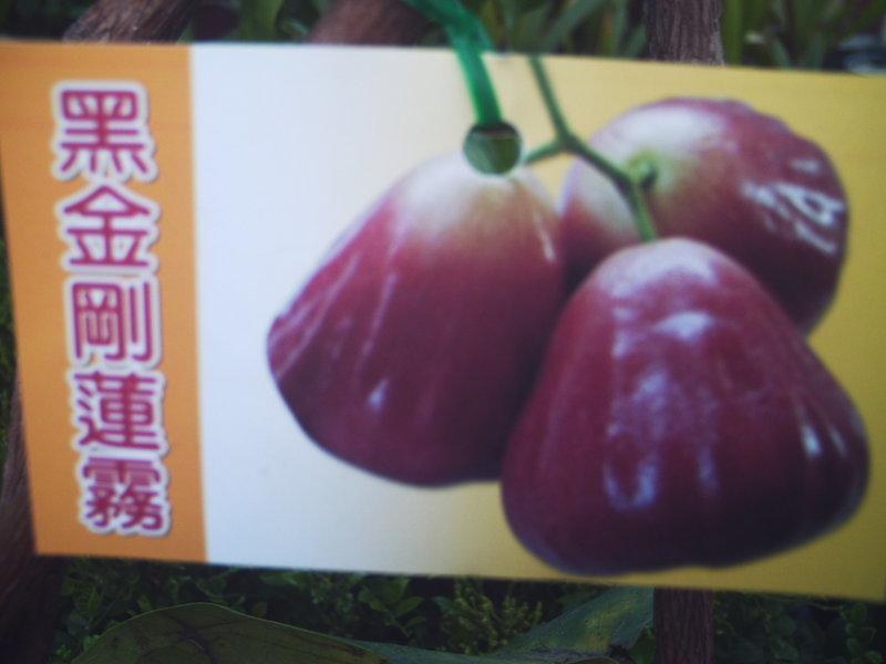 *台灣農業五金用品*~水果苗專題區:黑金剛蓮霧.