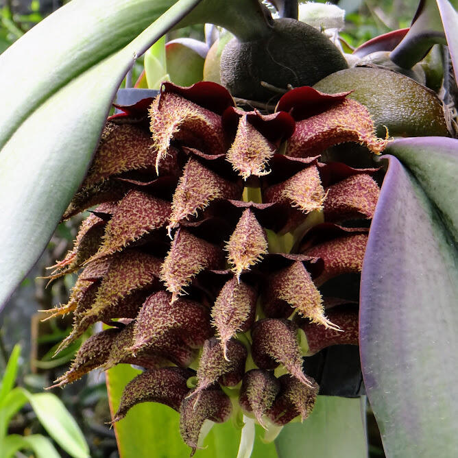 新幾內亞 原生蘭 Bulb. phalaenopsis大領帶蘭(罕見~花朵自然展開如蓮花+大花)勿下標