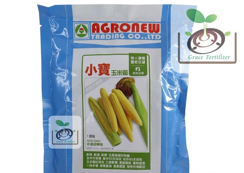 [禾康肥料] 小寶-玉米筍種子 / 100g