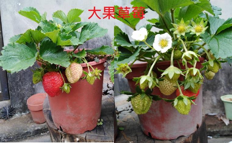 草莓苗 草莓種子 草莓盆栽 無毒種植 居家種植 大果 蜜香 蘋果 紅顏 熊紅 白草莓 天使之實