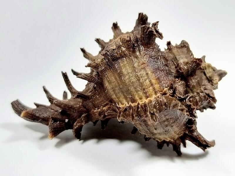 寶貝窩＞貝殼標本＊Muricidae骨螺科：Hexaplex cichoreum-萵苣千手螺 
