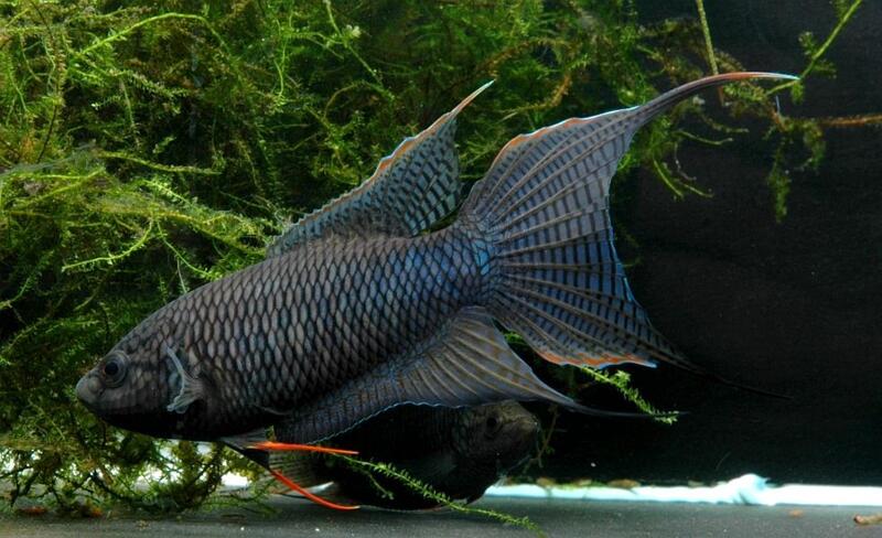 黑叉鬥魚 越南種 蓋斑鬥魚 澳洲火焰蓋斑鬥魚 小白兔鬥魚 白彩兔 彩兔 | 露天市集 | 全台最大的網路購物市集