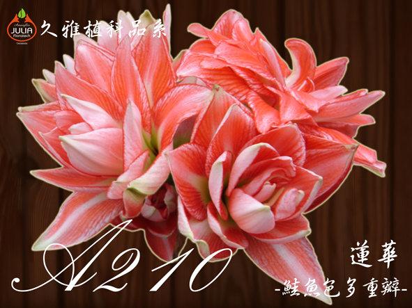 ◎久雅植科◎ 孤挺花 / 並蒂蓮球莖-- A210 蓮華 (中小球３球一組)