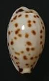 seashell 芝麻寶螺 亞種berinii 貝殼標本