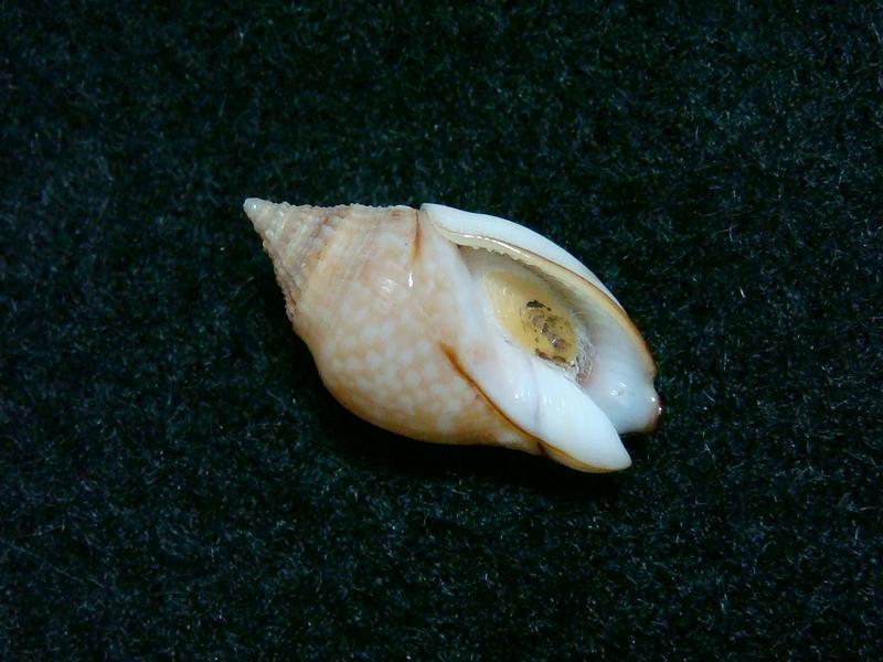 JLshell - 卵形織紋螺 Cyllene rubrolineata