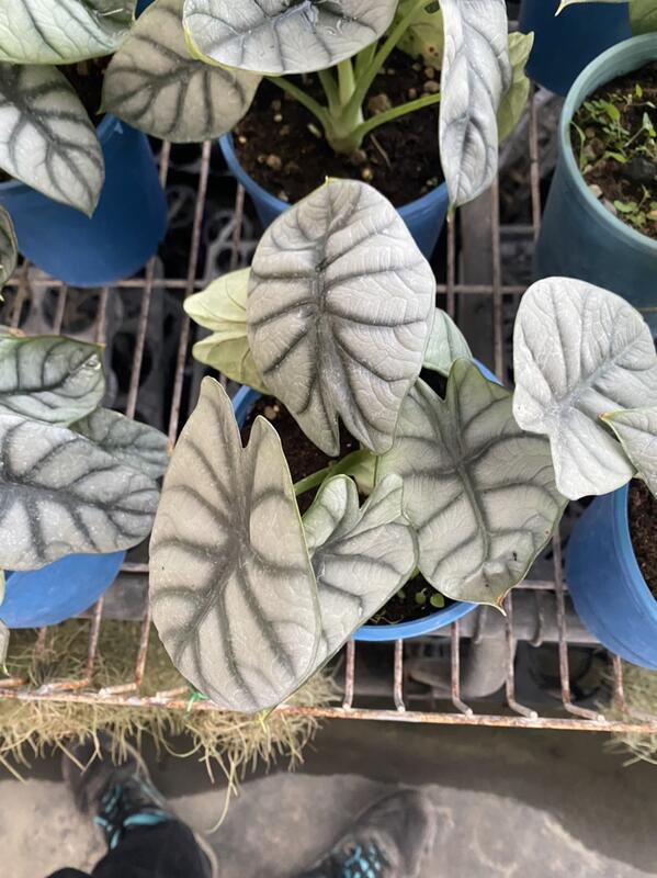 花花世界-觀葉植物*銀盾觀音蓮(有2組規格)*-銀龍觀音蓮// 銀灰色的葉面 墨綠色的葉脈/MA