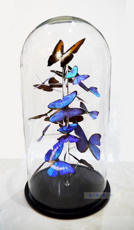 蟲新發現╭○-○╮蝴蝶標本A1 ~玻璃罩系列-摩爾弗蝶組(客製訂單參考賣場)