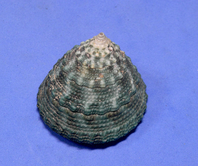 珊瑚礁雅築~Trochus maculatus 41.3mm.(eb7587)