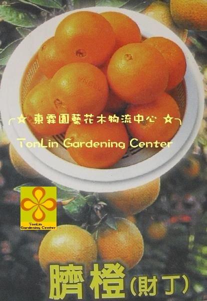 ╭☆東霖園藝☆╮柑橘類-水果苗(財丁)臍橙