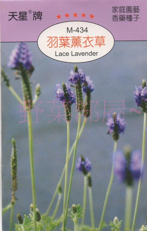 【野菜部屋~】S19 羽葉薰衣草 Lace Lavender ~蕾絲薰衣草~天星牌包裝種子~每包17元~