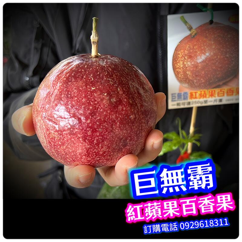 巨無霸紅蘋果百香果-嫁接苗-果粒250~600公克【2021年新品種】每年都會產果給你採收