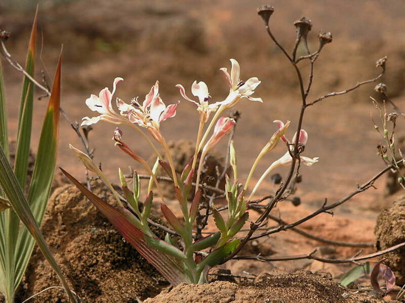 【藍月草園】南非秋植球根~拉培疏鳶尾 Lapeirousia fabricii 法氏拉培疏